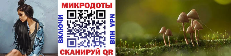 Купить закладки  Черногорск  Псилоцибиновые грибы MAGIC MUSHROOMS 
